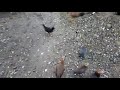 Algunas de mis gallinas preparándose