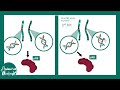 pRB and its role in regulating cell cycle | pRB_tumor supressor gene | Retinoblastoma | USMLE