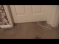 Kittens Playing With Laser Pointer! (Super Speed Mode-Even More Funny)