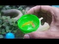 Amazing Fishing Video, Ornamental fish, Koi, Glofish, Betta fish, Catfish, Cute fish, Fish Videos