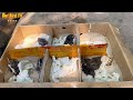 MÙA CHIM NON - Hàng trăm chú chim CHOÈ THAN & CHOÈ ĐẤT tại phiên chợ Hoàng Hoa Thám || Đạt Bird TV