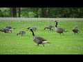 The Baby Geese of Otsiningo Park, Binghamton, New York