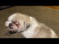 Cute cuddly sounds from the ultra adorable one-eyed Shiatsu 