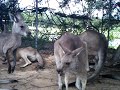 Kangaroos.avi