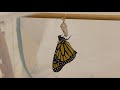Monarch Butterfly Emerges from Chrysalis