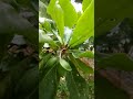 #🧿 Geetha kubera youtube long video #Alomond#tree #and#Almonds.