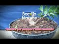 Timelapse ficus microcarpa bonsai