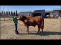 Denver Harkema's steer Brisket