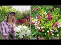 Lilies as Cut Flowers // How to Harvest, Condition, Process, & Store Lilies + Best Lily Varieties!!!