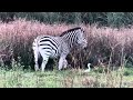 Zebra and the Bird |  A Unique Relationship