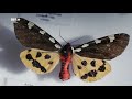 Käfer, Biene Schmetterling – Natur faszinierend und bedroht | Geschichte & Entdeckungen