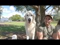 Meet the Ultimate Protectors – Livestock Guardian Dogs 2024