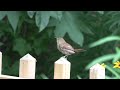 House Wren; Alexandria, Va; August 5, 2019