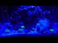 Saltwater aquarium with new additions! Night time