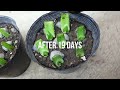 How To Plant Aloe vera from Leaf Cuttings