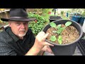 How To Re-Use Old Potting Soil - 4 Methods for Recycling || Black Gumbo