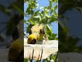 Friendly but Hungry | The Weaver Bird