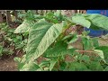 Reaping organic calaloo from my front Garden