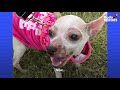 This Guy's Addicted to Rescuing Chihuahuas | Dodo Heroes