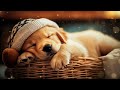 Dog Sleep Music for Dogs🐶Reduce Your Pet's Anxiety Stress🐶💖Put Your Dog at Rest🎵