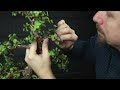 Bonsai Wiring Tricks for Portulacaria afra