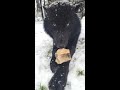 Huge Black Wolf Growls to Protect his Bone