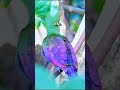 Magnificent Birds | Stunning Nature | Stress Relief | Relaxing Birds Sound {@KEBUMENNKICAU99}