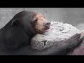 Cute Baby Animals - Funny Wild Cute Animals With Relaxing Music (Colorfully Dynamic)