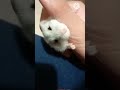 todos mis videos de hamster perez/all my hamster perez videos