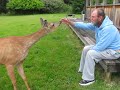 My Favorite deer video, Dave and his pet deer.