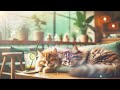 Healing Piano Jazz Work BGM Cafe Healing Relaxing Bossanova chill【Relaxing Cat Chord】