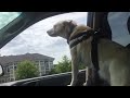 Abby enjoys a car ride.