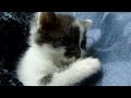 Cute Kittens: Ugly Zara is My Beauty