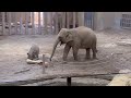 タオちゃんの鳴き声を聞いてみんなで駆けよる❗️ 12月10日　円山動物園　アジア象