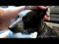 Grooming Your Australian Cattle Dog ~ Tips From A Groomer ~