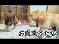 【犬猫アテレコ】無くした宝物を懸命に探す柴犬