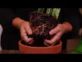 How to Repot a Houseplant 🌿// Garden Answer