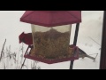 Cardinal on a bird feeder