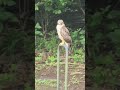 Hawk in back yard