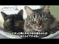 【保存版】育て方を間違えた猫が見せる行動12選