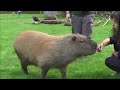 Making Friends with a Capybara