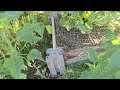 Peaceful ASMR Permaculture Food Forest Garden Walk