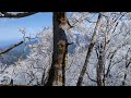 Ice raining from trees in Japan