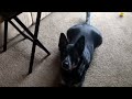 Jack the Blue Heeler talking to me about his day