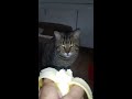 Wedge eating Bananas