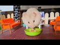 Funny Hamster Looks Like a Bull Frog While Eating Vegetable.