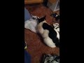 Cat licking bag
