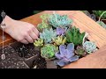 4 Vertical Succulent Arrangement Ideas! 🌿