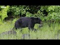 Bear Cubs' First Trip to the Seaside | 4K UHD | Seven Worlds One Planet | BBC Earth