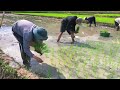 The Thai ethnic people : finished preparing the rice planting ; season in just 5 days VN